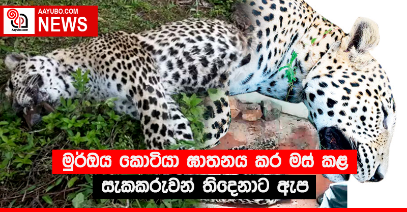 මුර්ඔය කොටියා ඝාතනය කර මස් කළ සැකකරුවන් තිදෙනාට ඇප