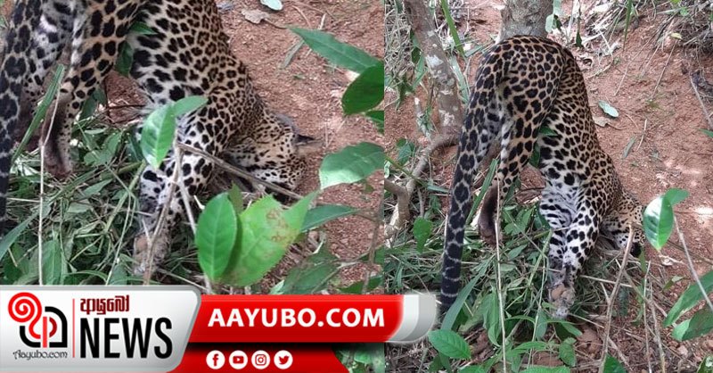 උගුල් අටවන්නන්ට දැඩි නීති