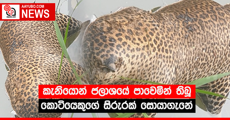 කැනියොන් ජලාශයේ පාවෙමින් තිබූ කොටියෙකුගේ සිරුරක් සොයාගැනේ