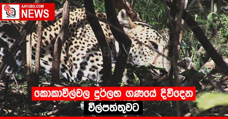 කොකාවිල්වල දුර්ලභ ගණයේ දිවිදෙන විල්පත්තුවට