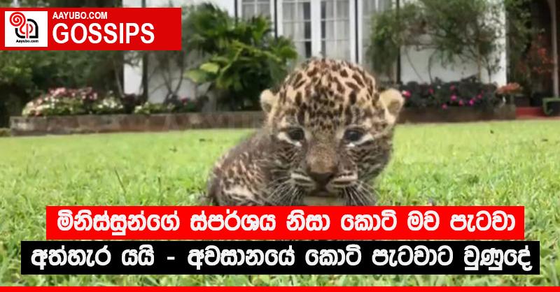 මිනිස්සුන්ගේ ස්පර්ශය නිසා කොටි මව පැටවා අත්හැර යයි - අවසානයේ කොටි පැටවාට වුණුදේ
