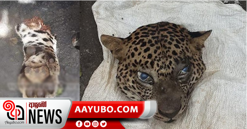 කොටියෙකු මරා මස් අලෙවි කළ 3 දෙනෙකු අත්අඩංගුවට (PHOTOS)