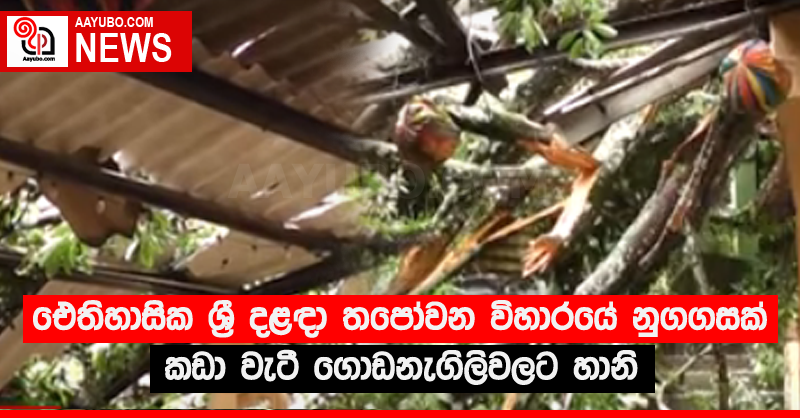 ඓතිහාසික ශ්‍රී දළඳා තපෝවන විහාරයේ නුගගසක් කඩා වැටී ගොඩනැගිලි වලට හානි