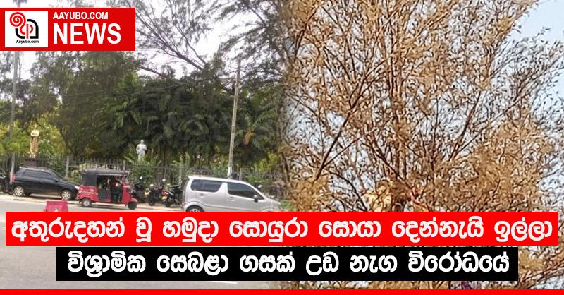 අතුරුදහන් වූ හමුදා සොයුරා සොයා දෙන්නැයි ඉල්ලා විශ‍්‍රාමික සෙබළා ගසක් උඩ නැග විරෝධයේ