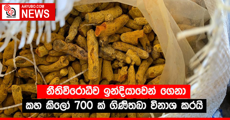 නීතිවිරොධීව ඉන්දියාවෙන් ගෙනා කහ කිලෝ 700 ක් ගිණිතබා විනාශ කරයි