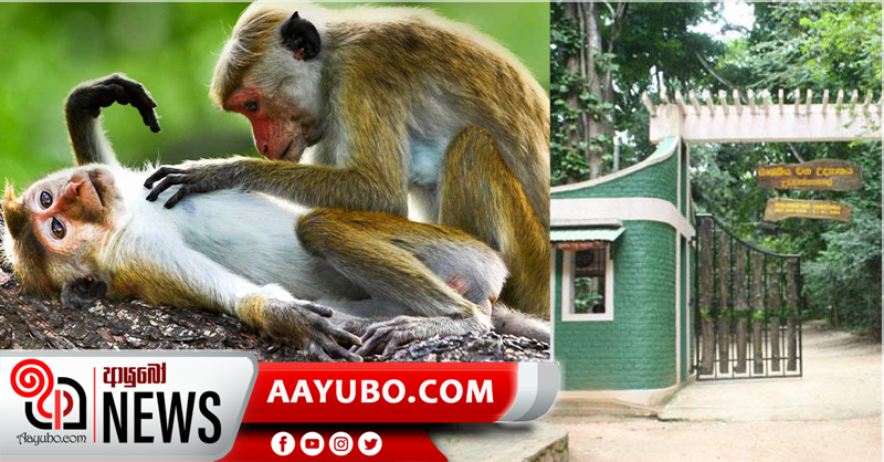 උඩවත්ත කැලේ වඳුරන් රැසක් හදිසියේ මරුට – මියගිය වඳුරන් PCR පරික්ෂයට