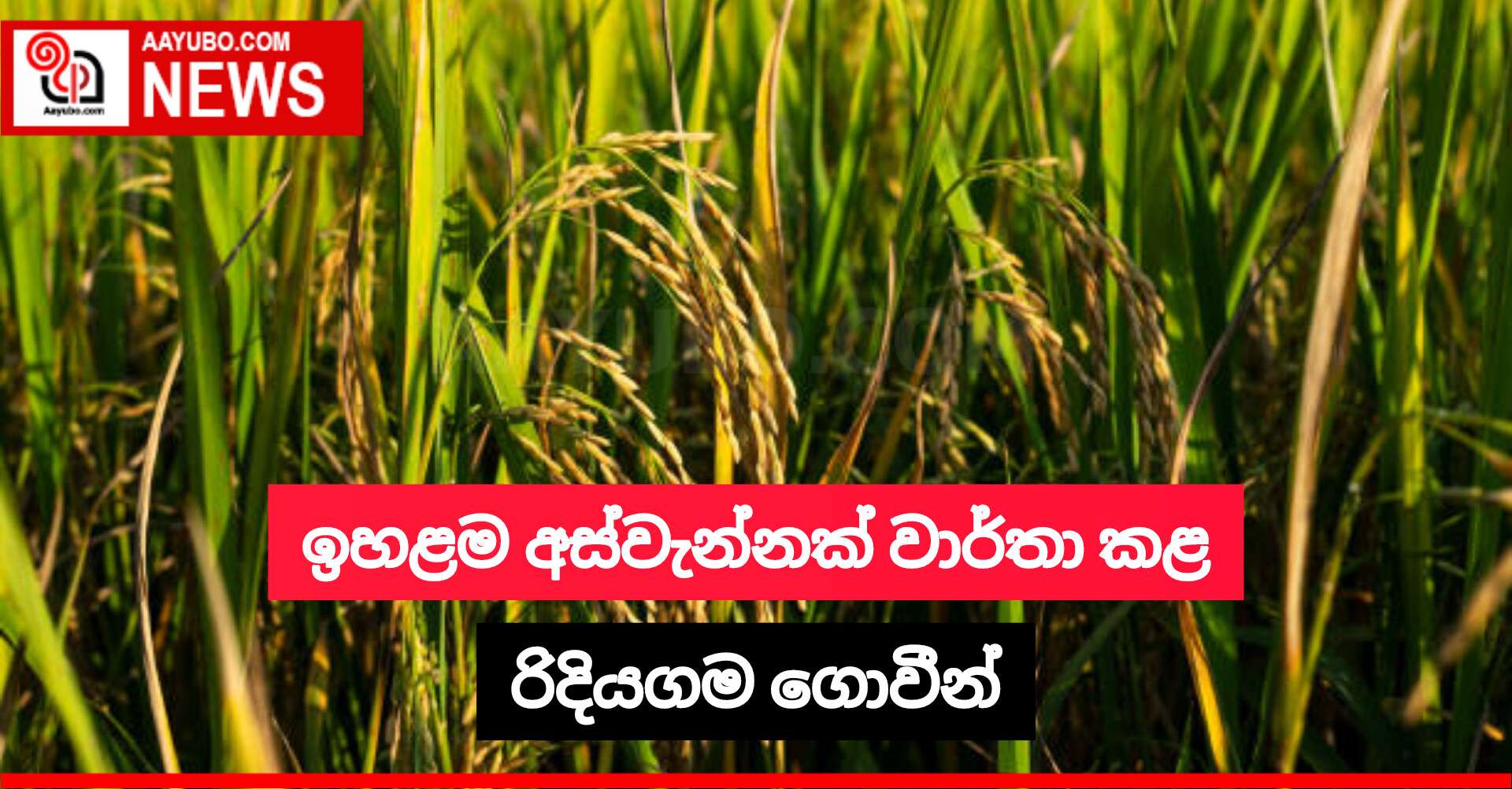 ඉහළම අස්වැන්නක් වාර්තා කළ රිදියගම ගොවීන්