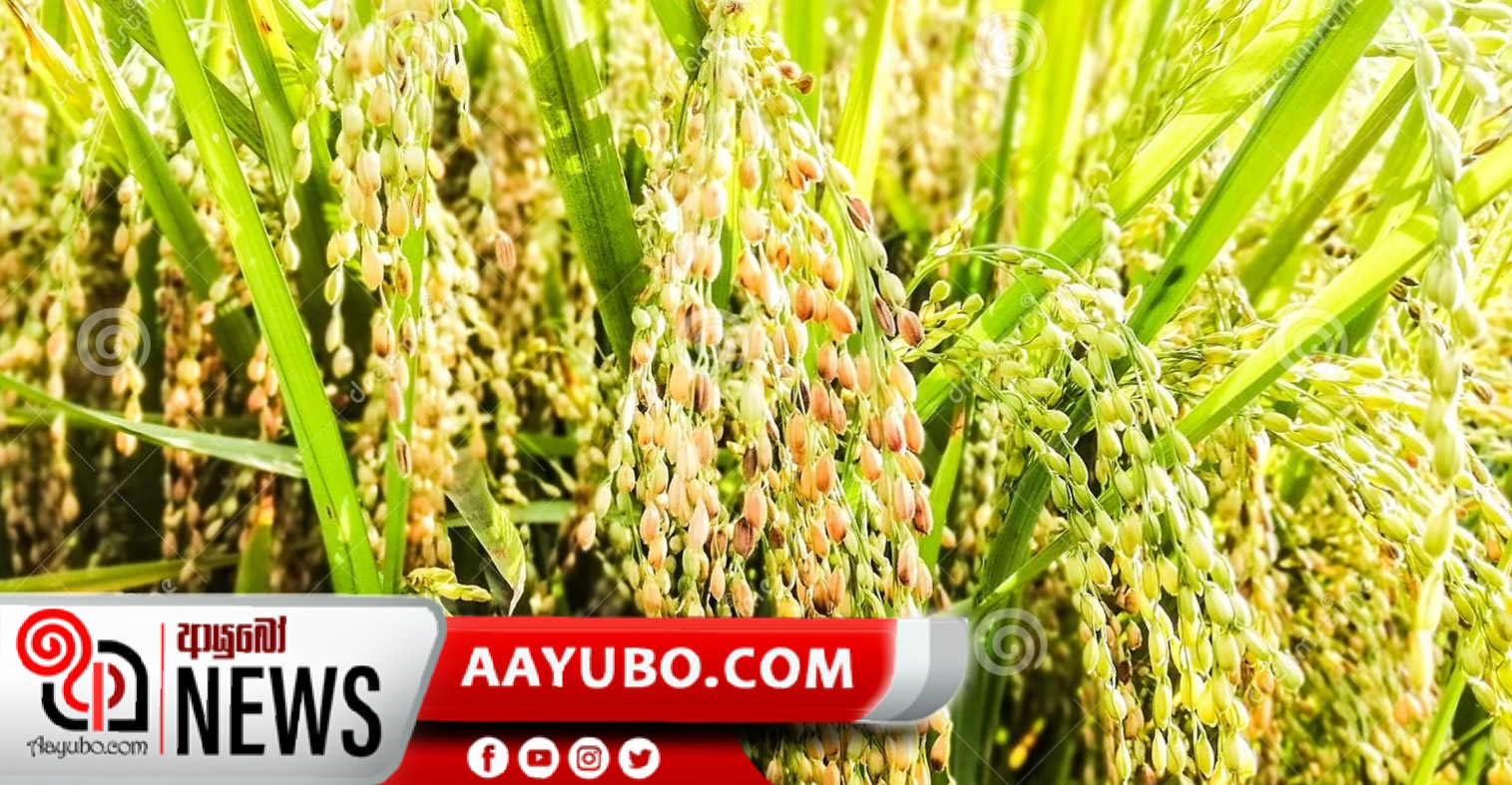 වී කිලෝවක් රුපියල් 50 ක සහතික මිලක්