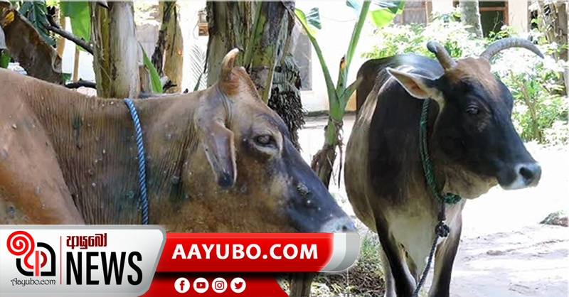 මෙරට ගවයින් අතරත් වෛරස් රෝගයක් !