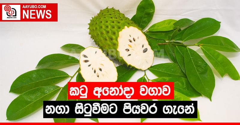 කටු අනෝදා වගාව නගා සිටුවීමට පියවර ගැනේ