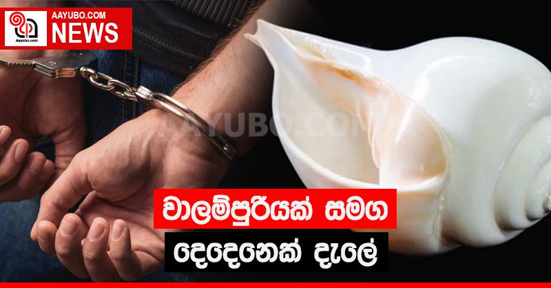 වාලම්පුරියක් සමග දෙදෙනෙක් දැලේ