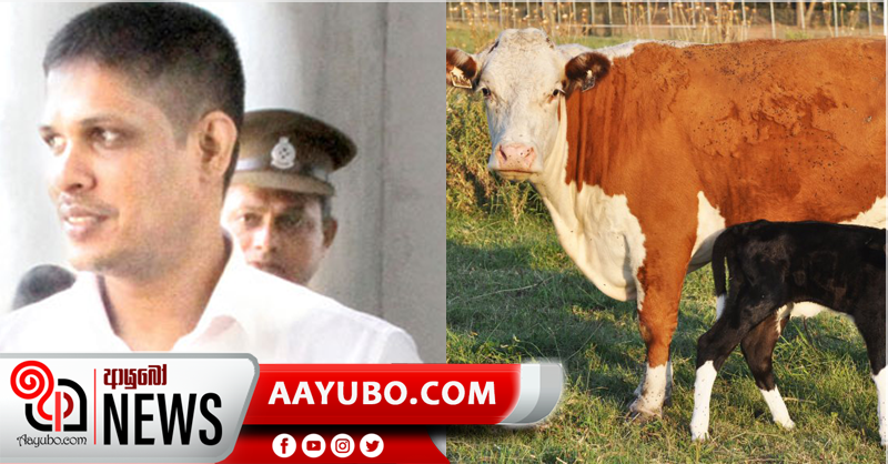 වෙලේ සුදාගෙන් හරක් 15කට අභයදානය