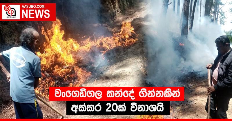 වංගෙඩිගල කන්දේ ගින්නකින් අක්කර 20ක් විනාශයි