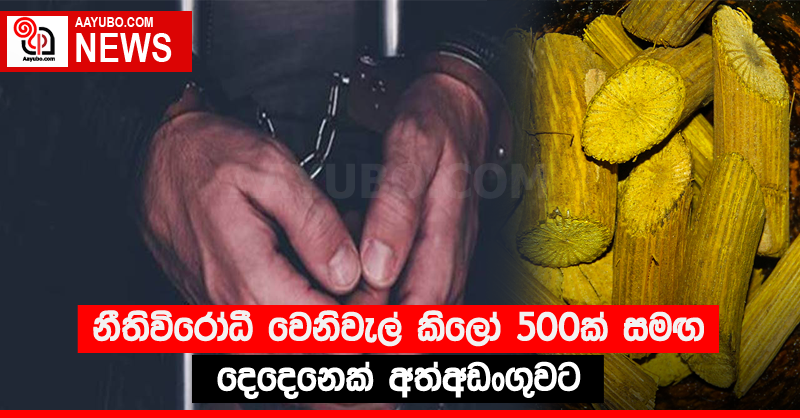 නීතිවිරෝධී වෙනිවැල් කිලෝ 500ක් සමඟ දෙදෙනෙක් අත්අඩංගුවට