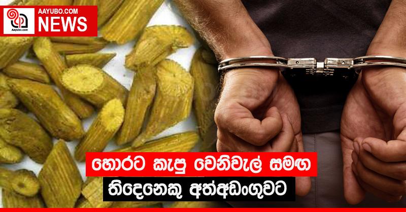 හොරට කැපු වෙනිවැල් සමඟ තිදෙනෙකු අත්අඩංගුවට