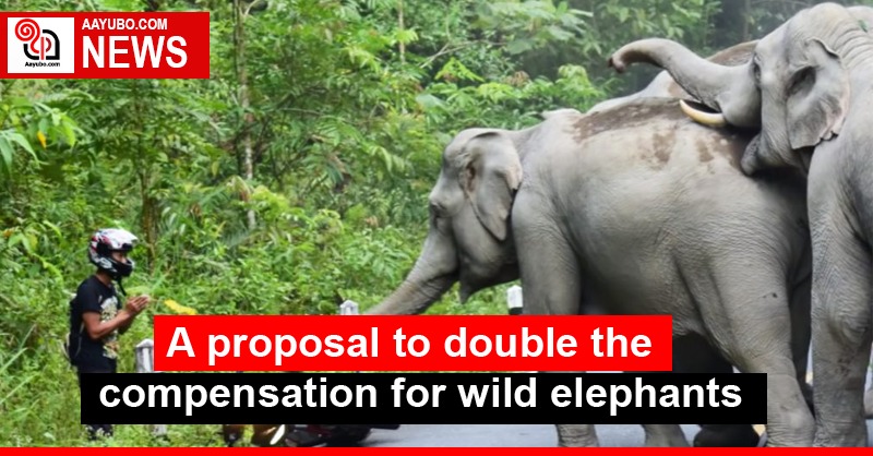 A proposal to double the compensation for wild elephants