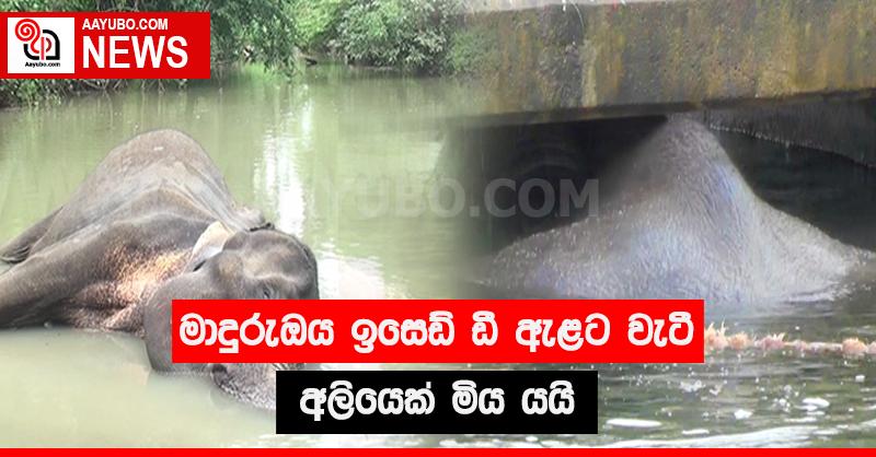 මාදුරුඔය ඉසෙඩ් ඩී ඇළට වැටී අලියෙක් මිය යයි