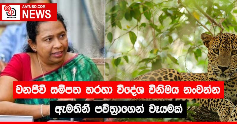 වනජීවී සම්පත හරහා විදේශ විනිමය නංවන්න ඇමතිනී පවිත්‍රාගෙන් වෑයමක්