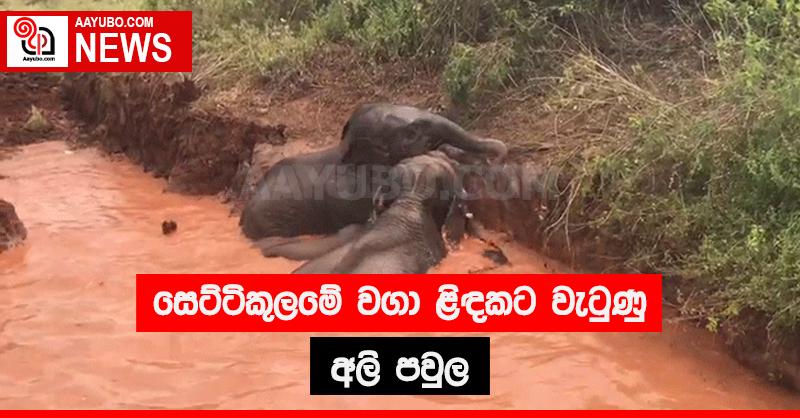 සෙට්ටිකුලමේ වගා ළිඳකට වැටුණු අලි පවුල
