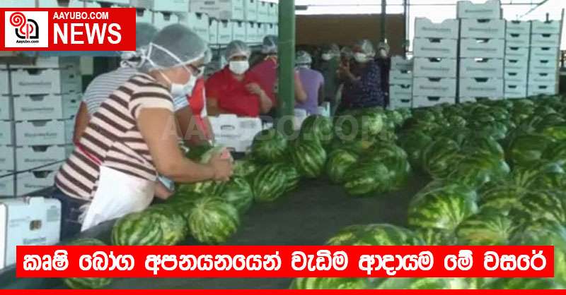 කෘෂි බෝග අපනයනයෙන් වැඩිම ආදායම මේ වසරේ