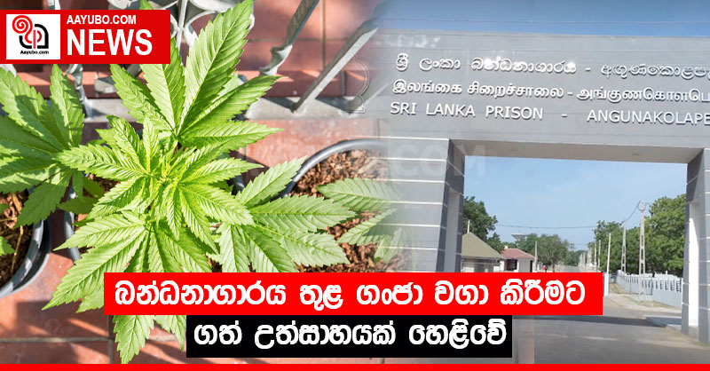 බන්ධනාගාරය තුළ ගංජා වගා කිරීමට ගත් උත්සාහයක් හෙළිවේ