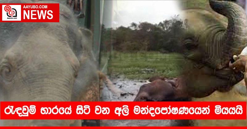 රැඳවුම් භාරයේ සිටි වන අලි මන්දපෝෂණයෙන් මියයයි