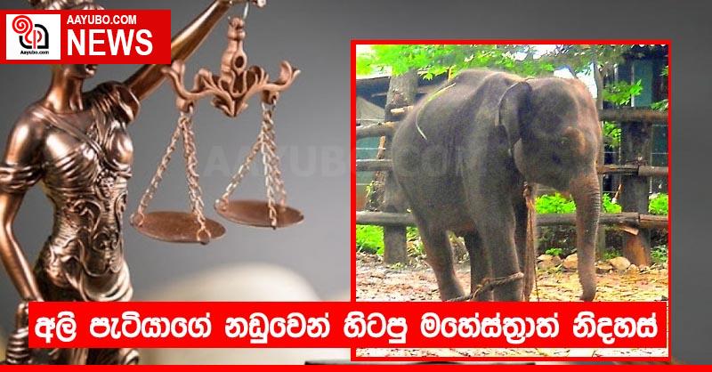 අලි පැටියාගේ නඩුවෙන් හිටපු මහේස්ත්‍රාත් නිදොස් කොට නිදහස්