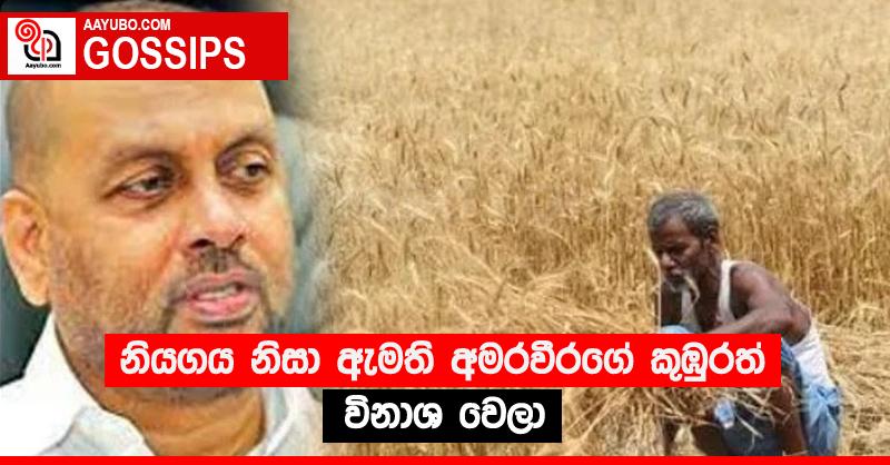 නියගය නිසා ඇමති අමරවීරගේ කුඹුරත් විනාශ වෙලා