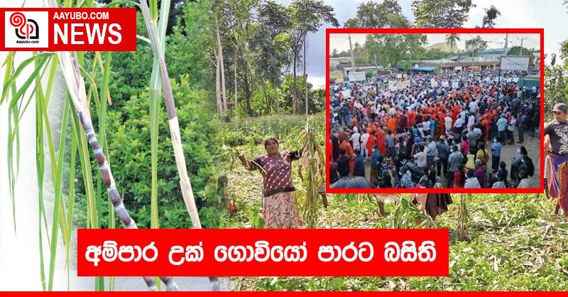 අම්පාර උක් ගොවියෝ පාරට බසිති