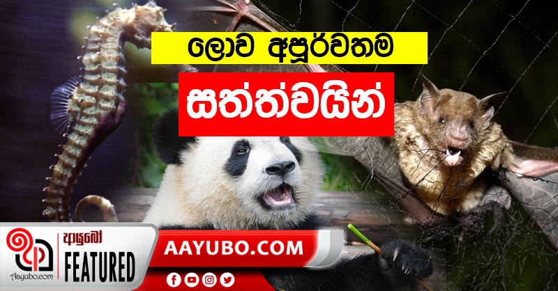 ලොව අපූරුතම සත්වයෝ 