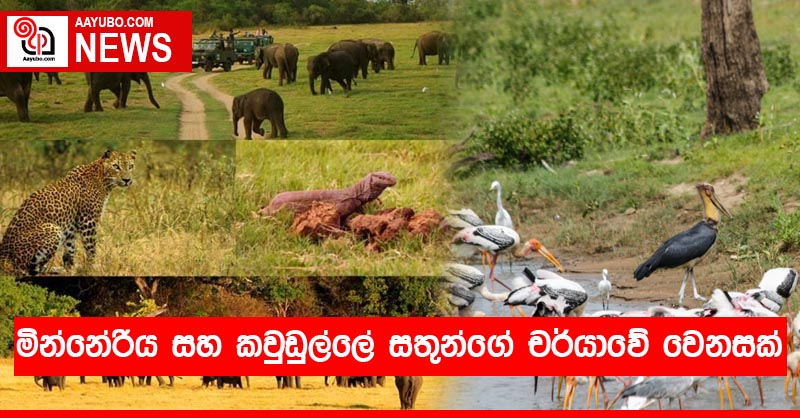 මින්නේරිය සහ කවුඩුල්ලේ සතුන්ගේ චර්යාවේ වෙනසක්