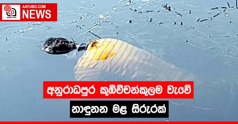 අනුරාධපුර කුඹිච්චන්කුලම වැවේ නාඳුනන මළ සිරුරක්