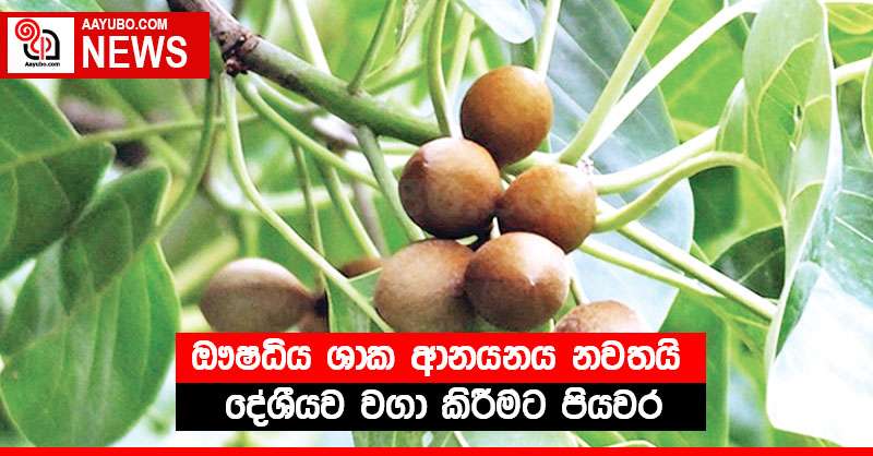 ඖෂධිය ශාක ආනයනය නවතයි - දේශීයව වගා කිරීමට පියවර