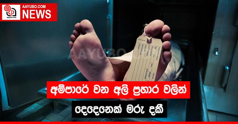 අම්පාරේ වන අලි ප්‍රහාර වලින් දෙදෙනෙක් මරු දකී