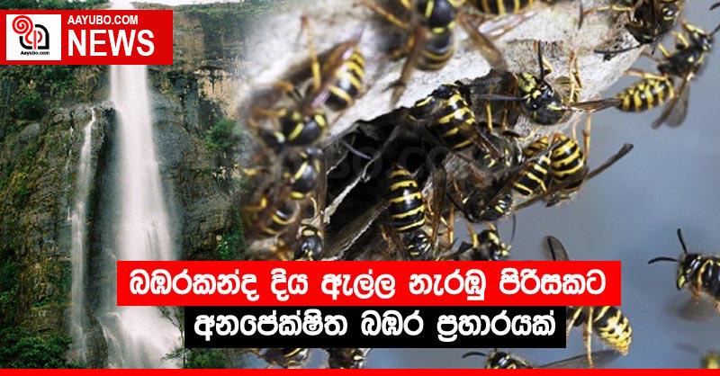 බඹරකන්ද දිය ඇල්ල නැරඹු පිරිසකට අනපේක්ෂිත බඹර ප්‍රහාරයක්