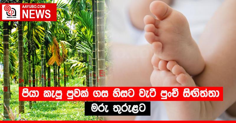පියා කැපූ පුවක් ගස හිසට වැටී පුංචි සිඟිත්තා මරු තුරුළට