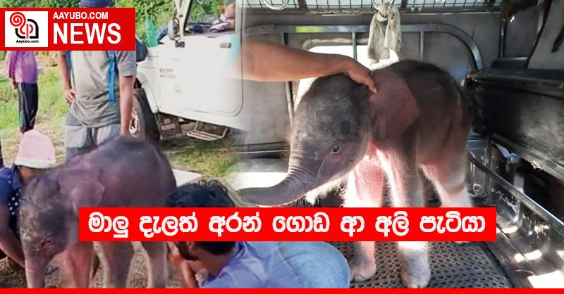 මාළු දැලත් අරන් ගොඩ ආ අලි පැටියා