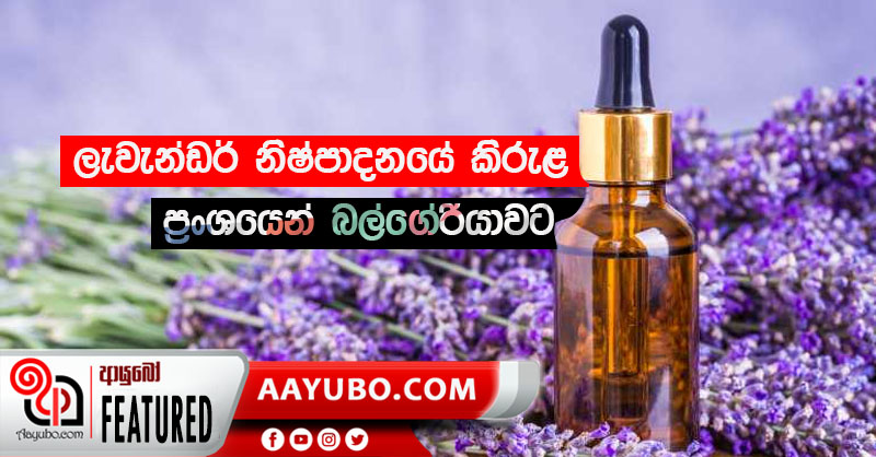 ලැවැන්ඩර් නිෂ්පාදනයේ කිරුළ ප්‍රංශයෙන් බල්ගේරියාවට