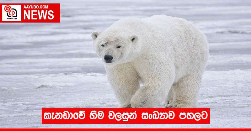 කැනඩාවේ හිම වලසුන් සංඛ්‍යාව පහලට