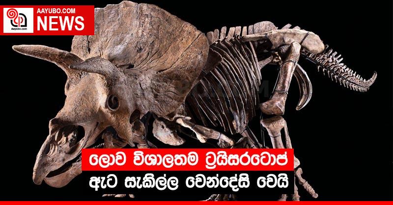 ලොව විශාලතම ට්‍රයිසරටොප් ඇට සැකිල්ල වෙන්දේසි වෙයි