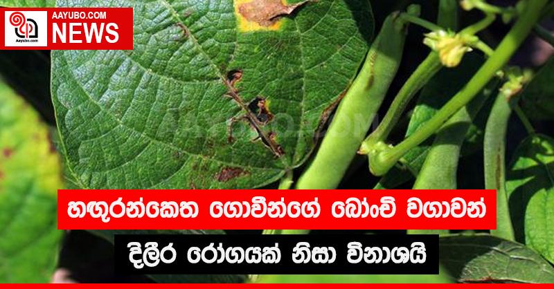 හඟුරන්කෙත ගොවීන්ගේ බෝංචි වගාවන් දිලීර රෝගයක් නිසා විනාශයි