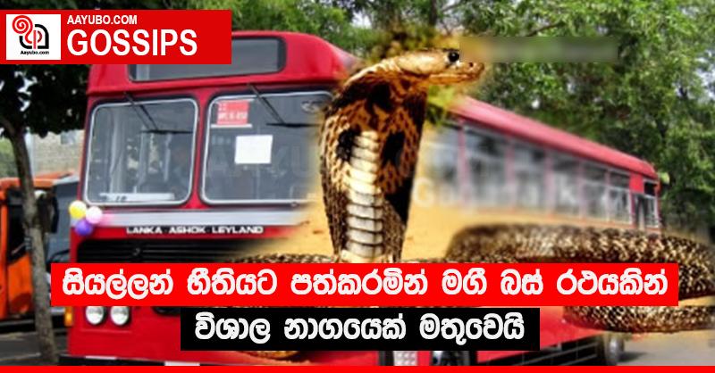 සියල්ලන් භීතියට පත්කරමින් මගී බස් රථයකින් විශාල නාගයෙක් මතුවෙයි