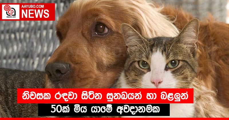 නිවසක රඳවා සිටින සුනඛයන් හා බළලුන් 50ක් මිය යාමේ අවදානමක
