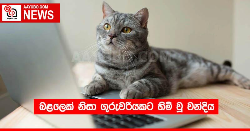 බළලෙක් නිසා ගුරුවරියකට හිමි වූ වන්දිය