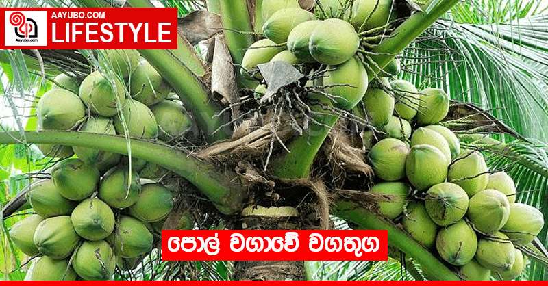 පොල් වගාවේ වගතුග