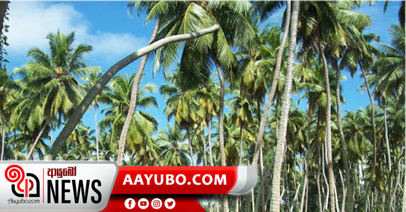දිවයිනේ පොල් ඉඩම් ලියාපදිංචිය අනිවාර්යයි