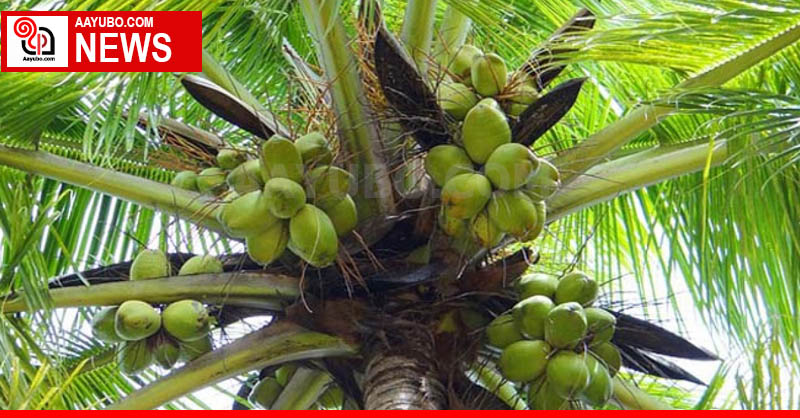 No more felling coconut trees