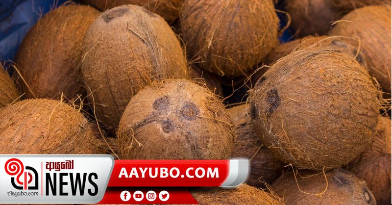 පොල් කට්ටටත් ගෙවා, කිලෝ ක්‍රමයට පොල් මිලදී ගන්න වෙලා !