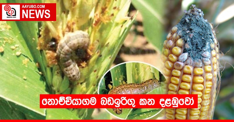 නොච්චියාගම බඩඉරිගු කන දළඹුවෝ