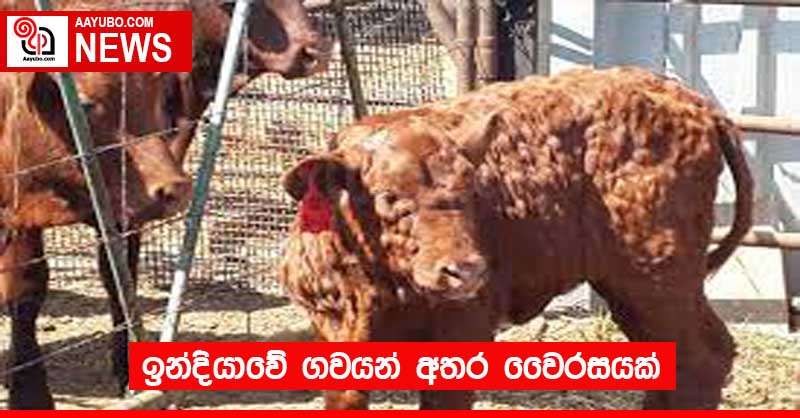 ඉන්දියාවේ ගවයන් අතර වෛරසයක්